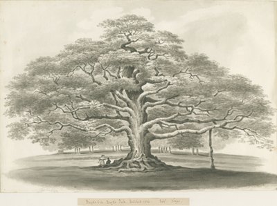 Blithfield - Roble de Bagot de Robert Noyes