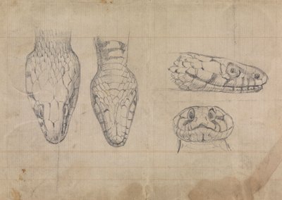 Estudio de la cabeza de una serpiente de Robert Smirke