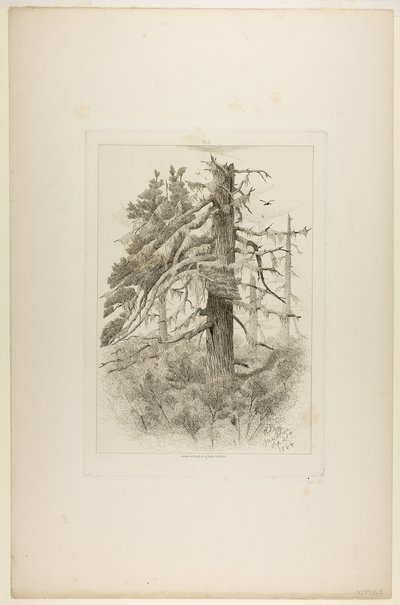Viejos árboles en la isla Naushon de Robert Swain Gifford
