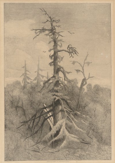 Viejos árboles en la isla de Naushon de Robert Swain Gifford