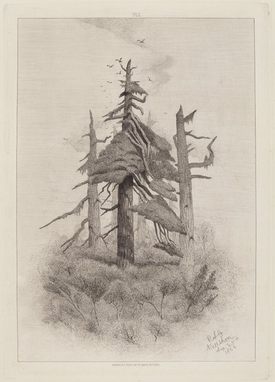 Viejos Árboles en la Isla Naushon [lámina 2] de Robert Swain Gifford