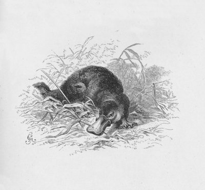 Ornithorhynchus Paradoxus, c. 1885, 1890 de Robert Taylor Pritchett