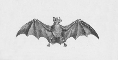 Murciélago vampiro, c1885, 1890 de Robert Taylor Pritchett