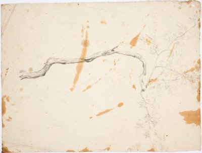 TOPIC de Italia: el árbol caducifolio de Robert Wilhelm Ekman