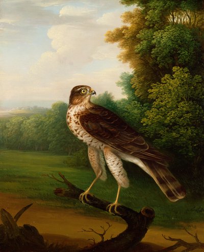 Un halcón joven, de un año de Robert Wilkinson Padley