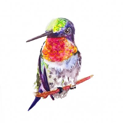 Colibrí garganta de rubí, 2021 (acuarela sobre papel) de Roberta Murray