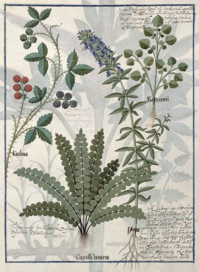 Helechos, zarzas y flores, ilustración del Libro de Medicinas Simples de Mattheaus Platearius de Robinet Testard