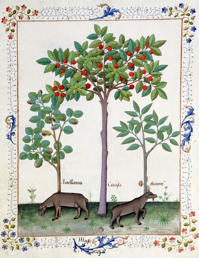 Avellano (izquierda) y cerezo (centro), ilustración del Libro de Medicinas Simples de Mattheaus Platearius de Robinet Testard