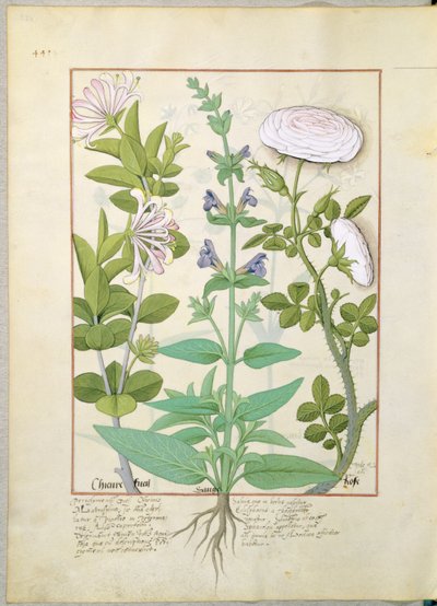 Madreselva, Salvia y Rosa, ilustración del Libro de Medicinas Simples de Mattheaus Platearius 133v de Robinet Testard