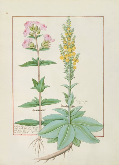 Ilustración del Libro de Medicinas Simples de Mattheaus Platearius de Robinet Testard