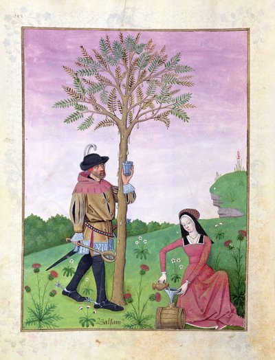 Lavanda, eléboro y un pariente de la familia del pepino, ilustración del Libro de Medicinas Simples de Mattheaus Platearius 131r de Robinet Testard