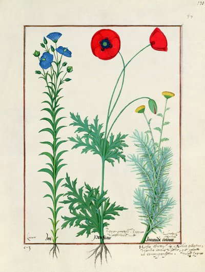 Linum, amapolas de jardín y abrotano, ilustración del Libro de Medicinas Simples, de Mattheaus Platearius de Robinet Testard