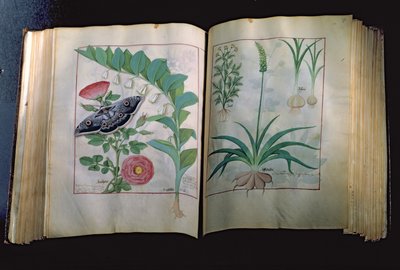 Dos páginas que representan Rosa y Ajo, del Libro de Medicinas Simples por Mattheus Platearius (d.c.1161) c.1470 de Robinet Testard