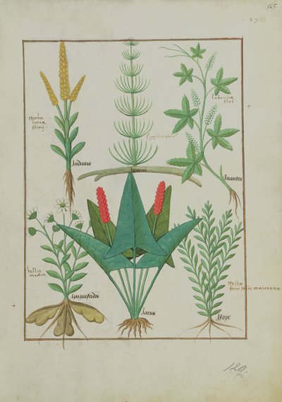 Fila superior: Maíz, Equisetum y Labruscae flos. Fila inferior: Margarita, Jarus y Mejorana, ilustración de El Libro Simple de Medicinas, por Mattheaus Platearius (d.c.1161) c.1470 de Robinet Testard
