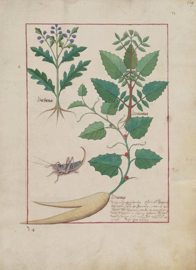 Ilustración del Libro de Medicinas Simples por Mattheaus Platearius (d.c.1161) c.1470 de Robinet Testard