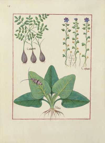 Ilustración del Libro de Medicinas Simples por Mattheaus Platearius (d.c.1161) c.1470 de Robinet Testard