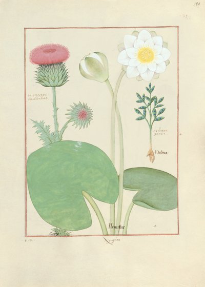 Cardo plumoso, lirio de agua y planta de ricino, ilustración de 