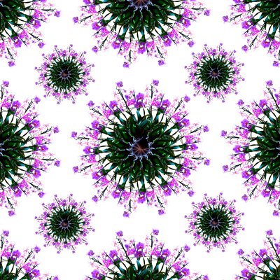 Mundo de Orquídeas de Robyn Parker
