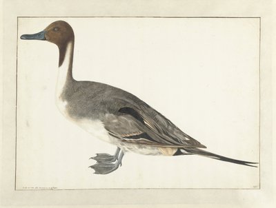 Pato de barca de Rochus van Veen