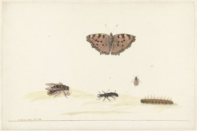 Hoja de estudio con diferentes insectos de Rochus van Veen