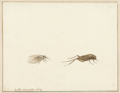 Dos insectos de Rochus van Veen