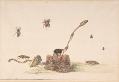 Varios insectos junto a un hongo, 1681 de Rochus van Veen