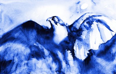 Halcón azul en vuelo de RodMacIver