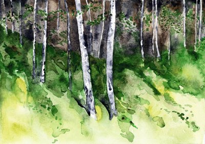 Bosque de abedules bañado por el sol de RodMacIver