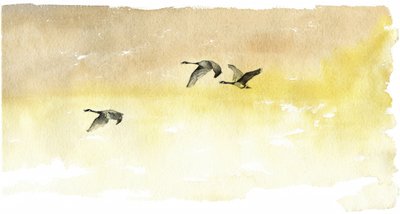 Acuarela: Vuelo de gansos de RodMacIver