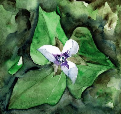 Flor de trillium blanco de RodMacIver