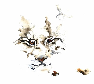 Acuarela de un lince salvaje de RodMacIver