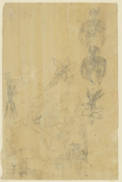 Estudios florales y mujeres bañistas de Rodolphe Bresdin