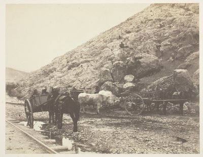 Ganado y carros, saliendo de Balaklava de Roger Fenton