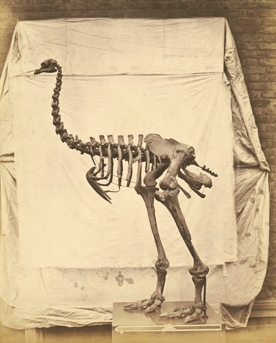 Dinornis Elephantopus Dinosaurio de Roger Fenton