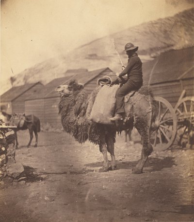 [Hombre montando un camello] de Roger Fenton
