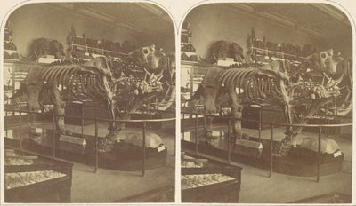 El Megatherium, Museo Británico, década de 1850 de Roger Fenton