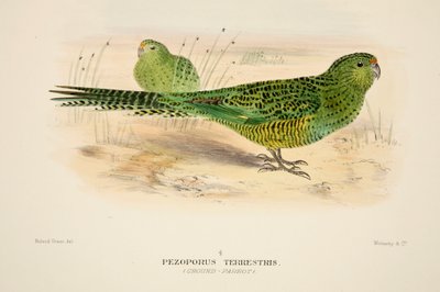 Loro terrestre de Roland Green