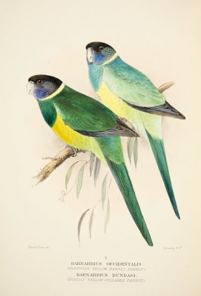 Loro amarillo del norte y loro de collar amarillo de Dundas, pub. 1916 grabado coloreado a mano de Roland Green