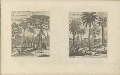 Landschappen pone mangobomen, kokos- en palmbomen Frutos de la isla de Java, etc. / Árboles de la India (título sobre el objeto) Las Indias Orientales y Occidentales y otros lugares (título de la serie) de Romeyn de Hooghe