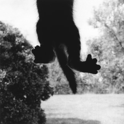 Gato trepador de Ron Evans