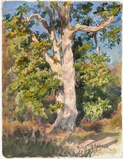Estudio de Árbol de Rosa Bonheur