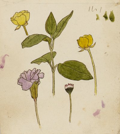 Estudio de flores - ranúnculo y margarita de Rosa Brett