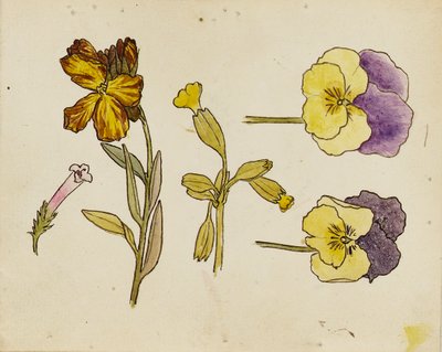 Estudio de flores - pensamiento, alhelí de Rosa Brett