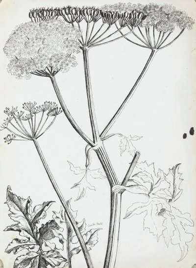 Perejil de vaca de Rosalie Brill