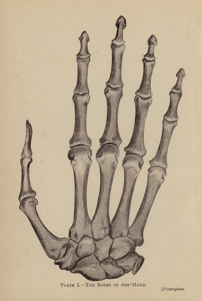 Los huesos de la mano (litografía) de Rosamund Brunel Horsley Gotch
