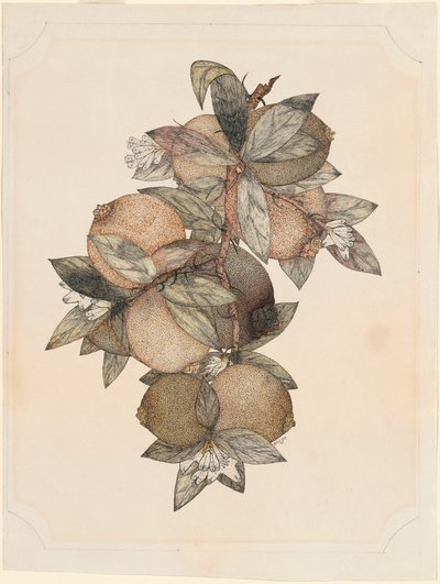 Fruta de granada de Rufus King