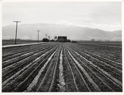 Lechuga Joven, Salinas, California de Russell Lee