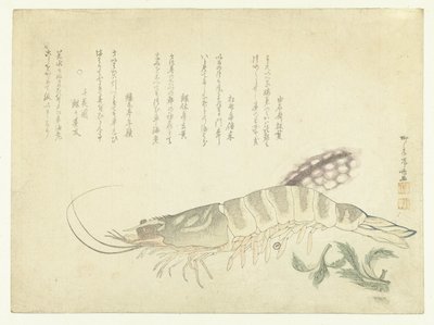 Cigalas y Sepias de Ryuryukyo Shinsai