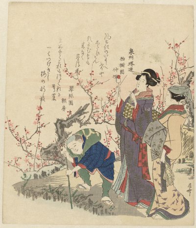 Cifras en estanque con flor de Ryuryukyo Shinsai
