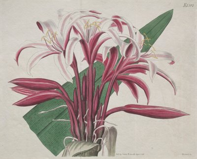 La revista botánica o el jardín de flores exhibido: Crinum majestuoso de S. Curtis